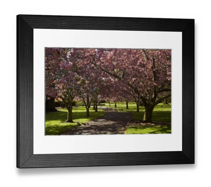 Framed Print : Spring Blossom, Ashburton Domain, Mid-Canterbury, South Island, New Zealand Framed Print : Spring Blossom, Ashburton Domain, Mid-Canterbury, South Island, New Zealand