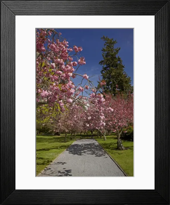Framed Print : Spring Blossom, Ashburton Domain, Mid-Canterbury, South Island, New Zealand