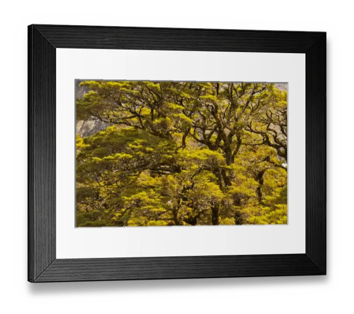 Framed Print : New Zealand, South Island, Fiordland National Park. Silver beech trees. Credit as Framed Print : New Zealand, South Island, Fiordland National Park. Silver beech trees. Credit as
