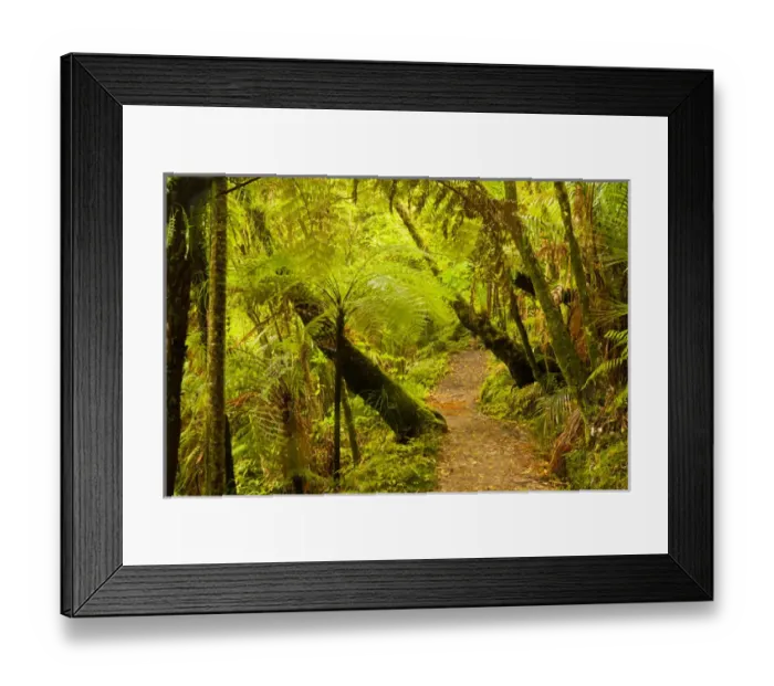 Framed Print : New Zealand, North Island, Waitakere Range Regional Park. Trail through lush vegetation