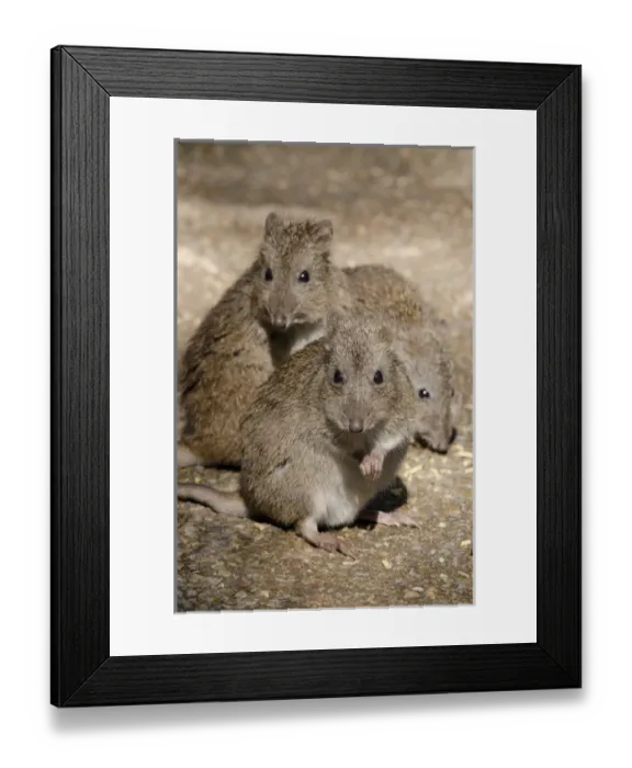 Framed Print : Australia, South Australia, Adelaide. Cleland Wildlife Park. Long-nosed potoroo aka rat-kangaroo Framed Print : Australia, South Australia, Adelaide. Cleland Wildlife Park. Long-nosed potoroo aka rat-kangaroo