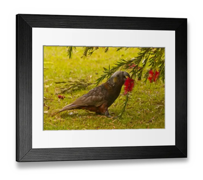 Framed Print : New Zealand, Stewart Island, Oban Township Framed Print : New Zealand, Stewart Island, Oban Township