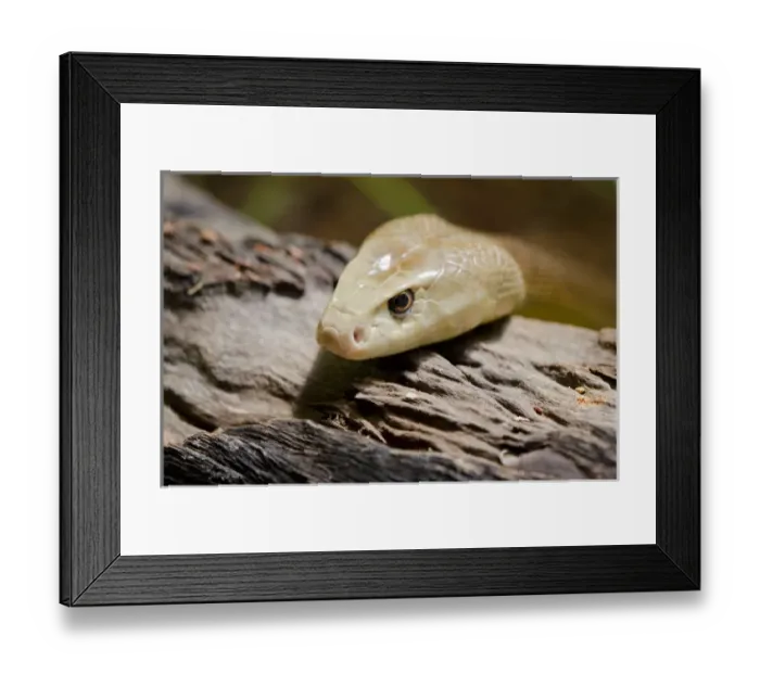 Framed Print : Australia, Northern Territory, Darwin. Territory Wildlife Park. Coastal taipan (Captive Framed Print : Australia, Northern Territory, Darwin. Territory Wildlife Park. Coastal taipan (Captive