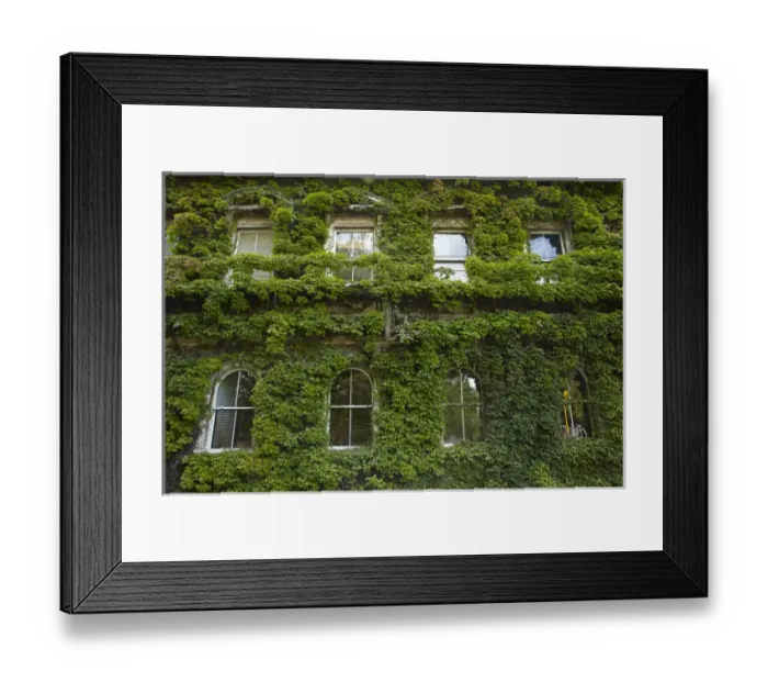 Framed Print : Historic Northern Club building covered in Virginia Creeper, Auckland, North Island