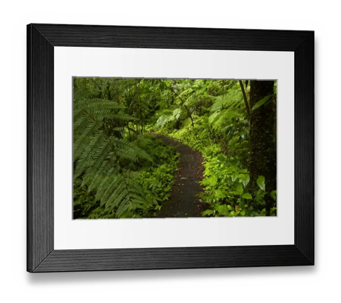 Framed Print : Hunua Falls Loop Track, Hunua Rabges, Auckland, North Island, New Zealand