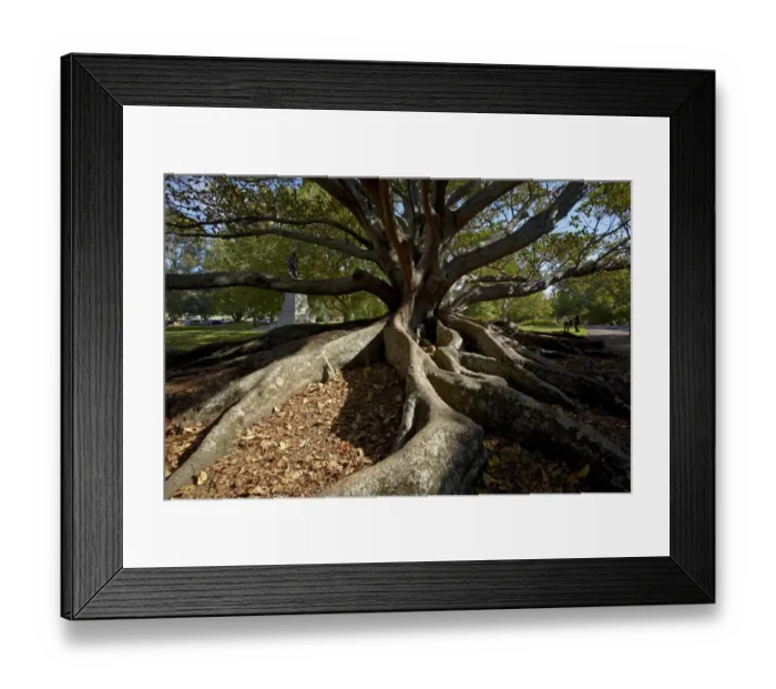 Framed Print : Moreton Fig Tree (Ficus Macrophylla), Auckland Domain, Auckland, North Island, New Framed Print : Moreton Fig Tree (Ficus Macrophylla), Auckland Domain, Auckland, North Island, New