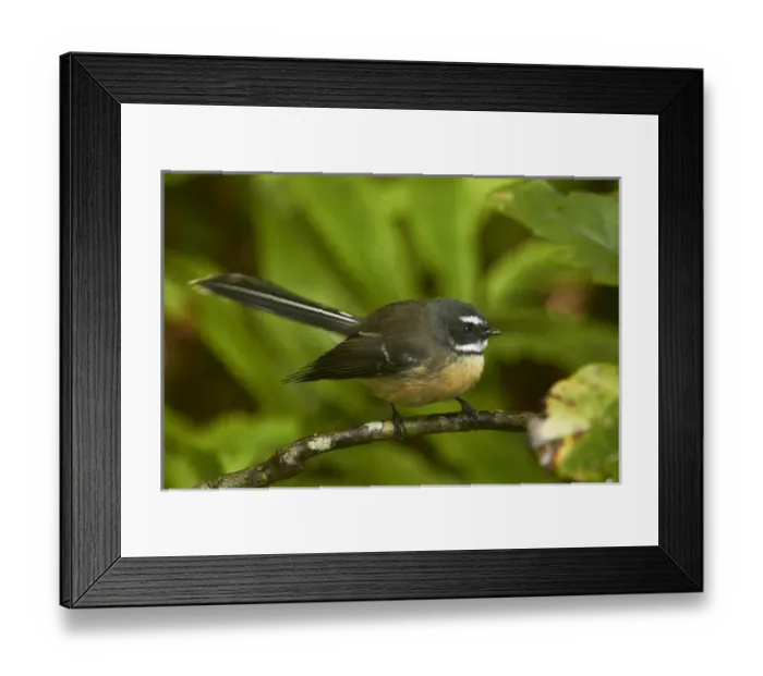 Framed Print : New Zealand fantail (Rhipidura fuliginosa), Hunua Ranges, Auckland, North Island Framed Print : New Zealand fantail (Rhipidura fuliginosa), Hunua Ranges, Auckland, North Island
