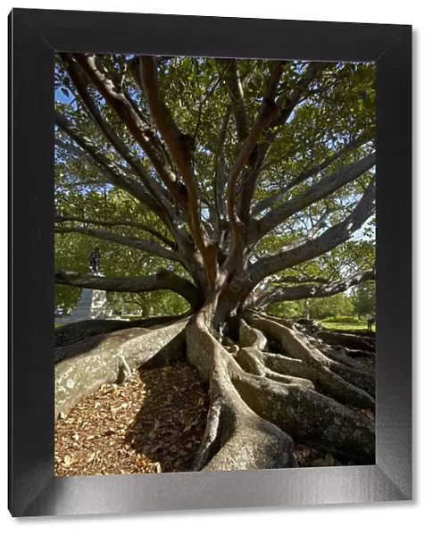 Moreton Fig Tree (Ficus Macrophylla), Auckland Domain, Auckland, North Island, New