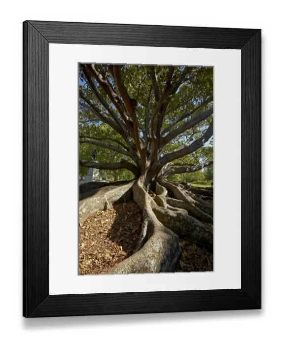 Framed Print : Moreton Fig Tree (Ficus Macrophylla), Auckland Domain, Auckland, North Island, New Framed Print : Moreton Fig Tree (Ficus Macrophylla), Auckland Domain, Auckland, North Island, New
