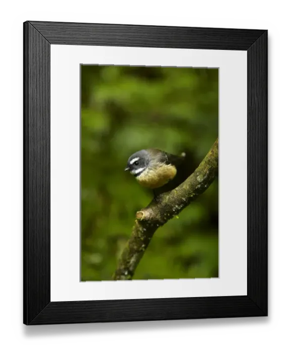 Framed Print : New Zealand fantail (Rhipidura fuliginosa), Hunua Ranges, Auckland, North Island Framed Print : New Zealand fantail (Rhipidura fuliginosa), Hunua Ranges, Auckland, North Island