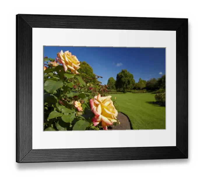 Framed Print : Rogers Rose Garden, Hamilton Gardens, Waikato, North Island, New Zealand Framed Print : Rogers Rose Garden, Hamilton Gardens, Waikato, North Island, New Zealand