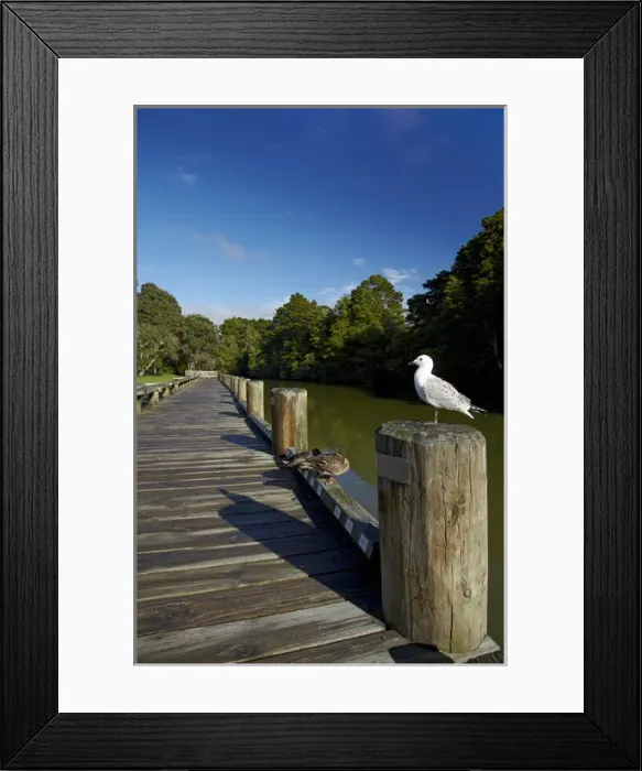 Framed Print : Seagull on boardwalk by Mahurangi River, Warkworth, Auckland Region, North Island