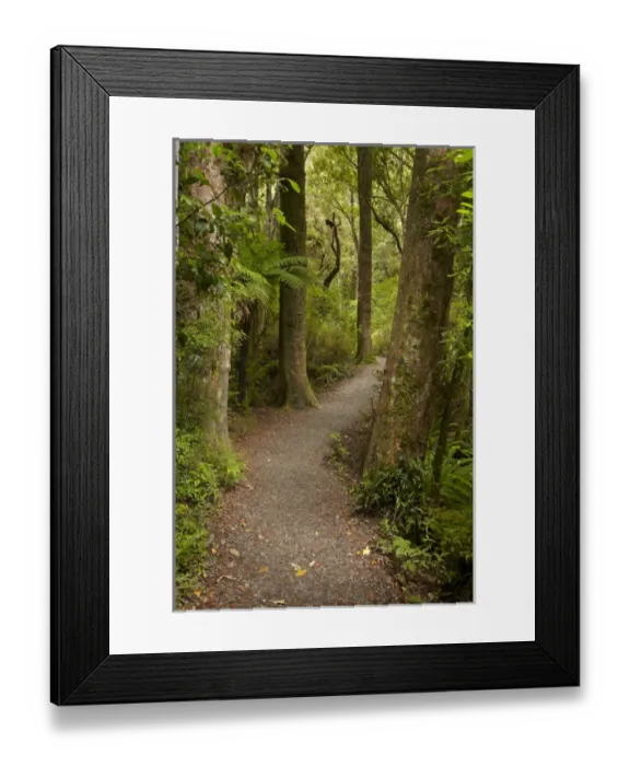 Framed Print : Track to Purakaunui Falls, Catlins, South Otago, South Island, New Zealand Framed Print : Track to Purakaunui Falls, Catlins, South Otago, South Island, New Zealand