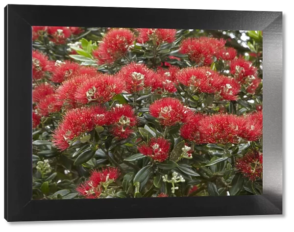 Native Pohutukawa flowers (metrosideros excelsa) in Far North, Northland, New Zealand