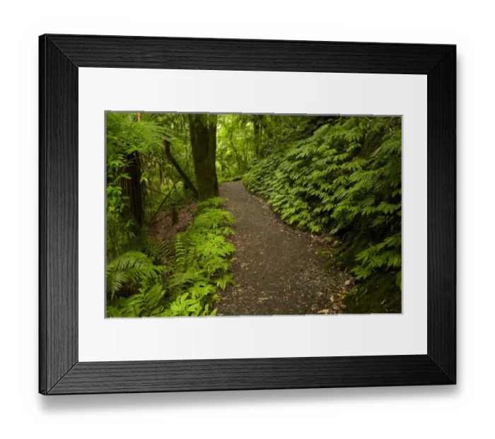 Framed Print : Track to Mangapohue Natural Bridge, Waitomo District, Waikato, North Island, New Zealand