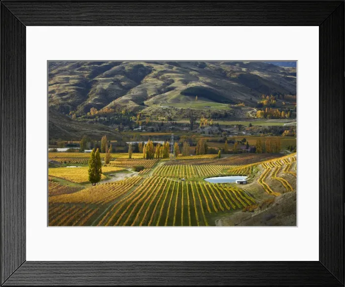 Framed Print : Autumn colours, Felton Road Vineyard, Bannockburn, near Cromwell, Central Otago, South Island Framed Print : Autumn colours, Felton Road Vineyard, Bannockburn, near Cromwell, Central Otago, South Island