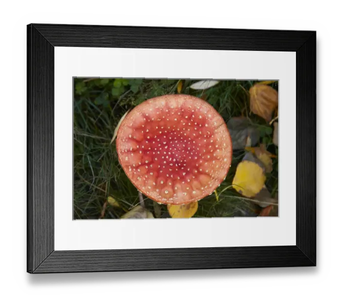 Framed Print : Toadstool near Twizel, Mackenzie District, South Canterbury, South Island, New Zealand
