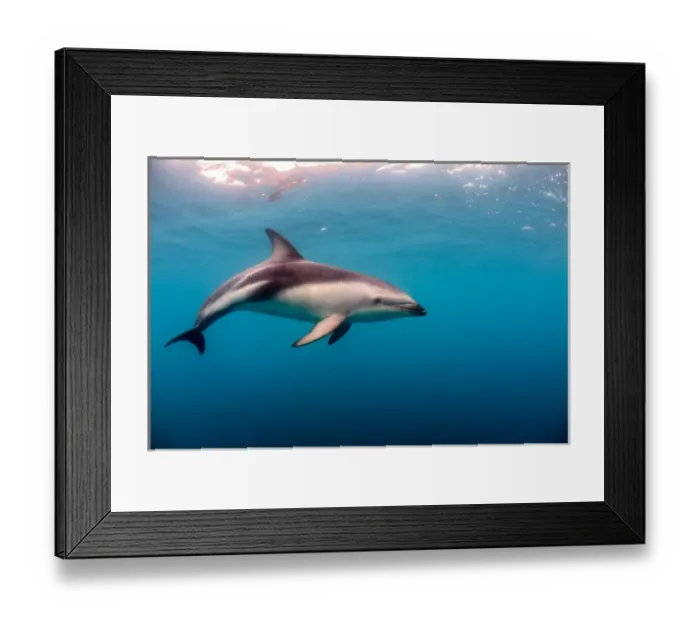 Framed Print : Dusky Dolphin off of Kaikoura, New Zealand Framed Print : Dusky Dolphin off of Kaikoura, New Zealand