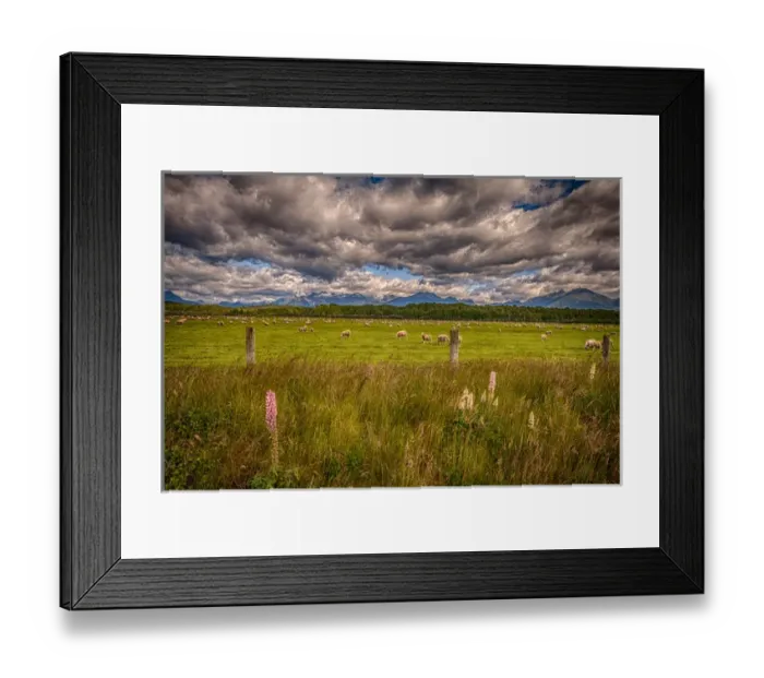 Framed Print : Sheep in Fiordland: Te Anau, NZ
