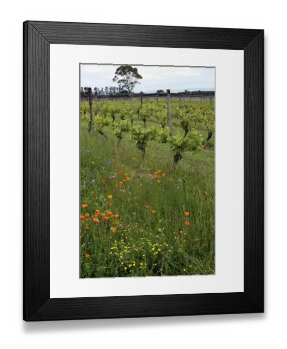 Framed Print : Martinborough Vineyard and Cellar Door, Martinborough, New Zealand Framed Print : Martinborough Vineyard and Cellar Door, Martinborough, New Zealand