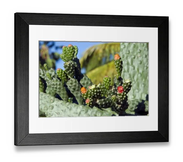 Framed Print : Fat plant, Antigua, West Indies, Caribbean, Central America