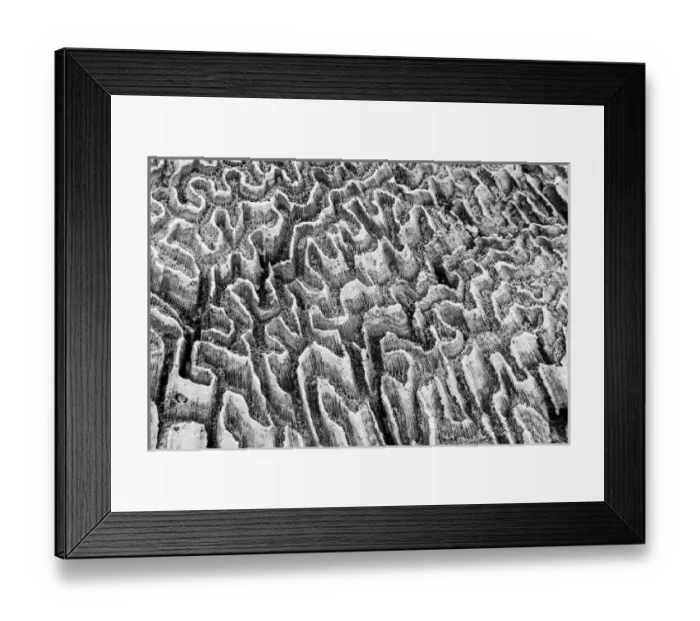 Framed Print : Bahamas, Little Exuma Island. Coral close-up in black and white Framed Print : Bahamas, Little Exuma Island. Coral close-up in black and white