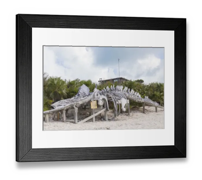 Framed Print : Bahamas, Exuma Island. Sperm whale bones on display