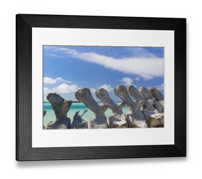 Framed Print : Bahamas, Exuma Island. Sperm whale bones on display Framed Print : Bahamas, Exuma Island. Sperm whale bones on display