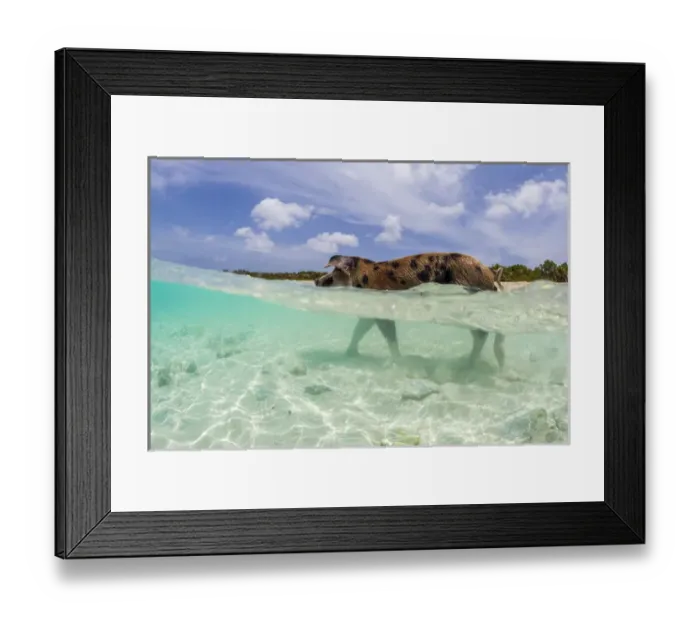 Framed Print : A wild pig walks in the clear blue waters off Big Majors Cay near Staniel Cay