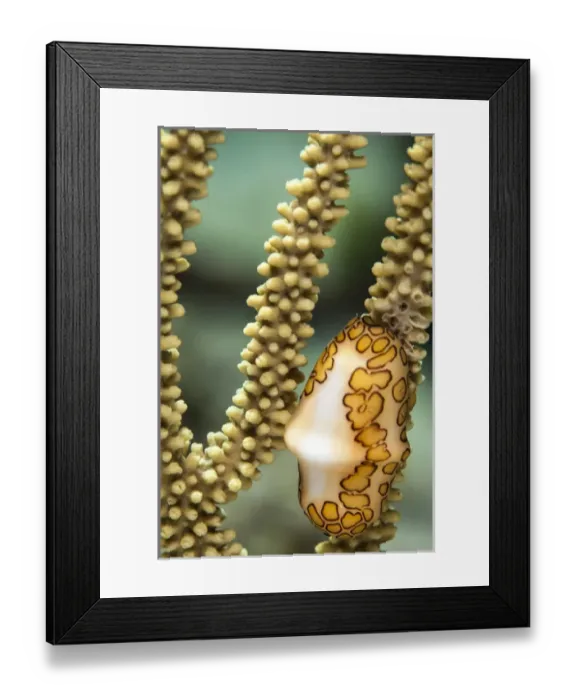 Framed Print : A flamingo tongue snail climbs across soft coral in the underwater macro photo near Staniel Cay Framed Print : A flamingo tongue snail climbs across soft coral in the underwater macro photo near Staniel Cay