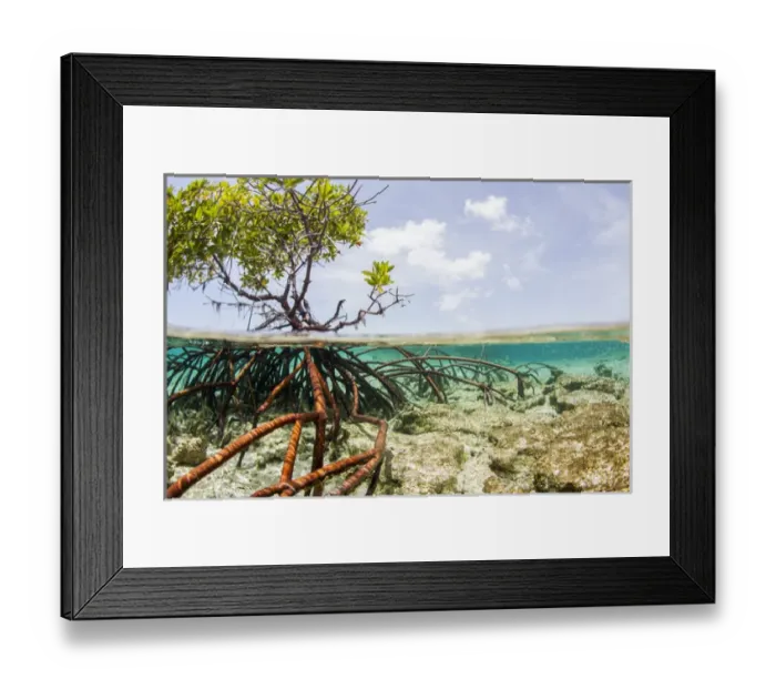 Framed Print : Over and under water photograph of a mangrove tree in clear tropical waters with