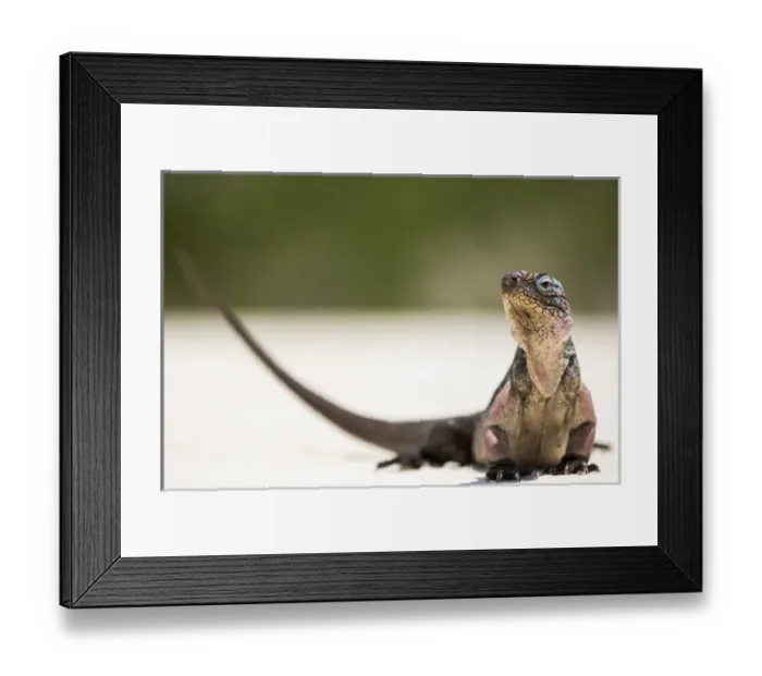 Framed Print : Close up portrait of an Iguana on the beach near Staniel Cay, Exuma, Bahamas
