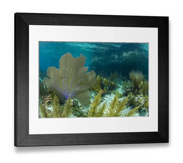 Framed Print : Colorful soft and hard corals shine in the clear blue waters on a coral reef of of Staniel Cay Framed Print : Colorful soft and hard corals shine in the clear blue waters on a coral reef of of Staniel Cay