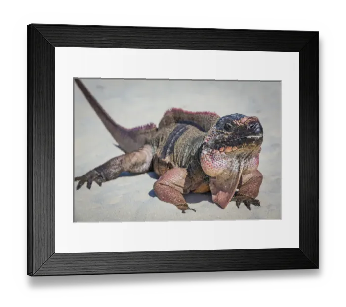 Framed Print : Bahamas, Exuma Island. Close-up of iguana on beach Framed Print : Bahamas, Exuma Island. Close-up of iguana on beach