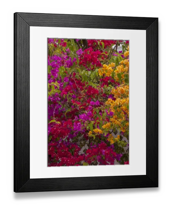 Framed Print : Bahamas, Eleuthera, Princess Cays, Bougainvillea Framed Print : Bahamas, Eleuthera, Princess Cays, Bougainvillea