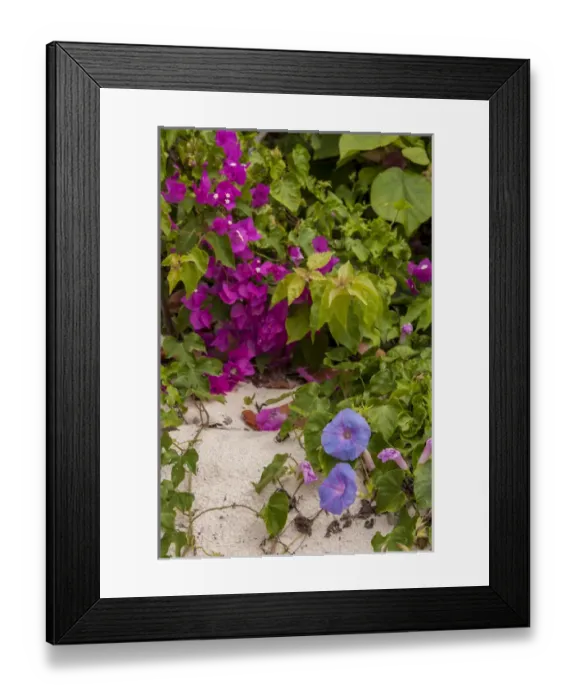 Framed Print : Bahamas, Eleuthera, Princess Cays, Morning Glory and Bouganvillea Framed Print : Bahamas, Eleuthera, Princess Cays, Morning Glory and Bouganvillea