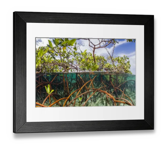 Framed Print : Above water and below water view of mangrove with juvenile snappper and jack Framed Print : Above water and below water view of mangrove with juvenile snappper and jack