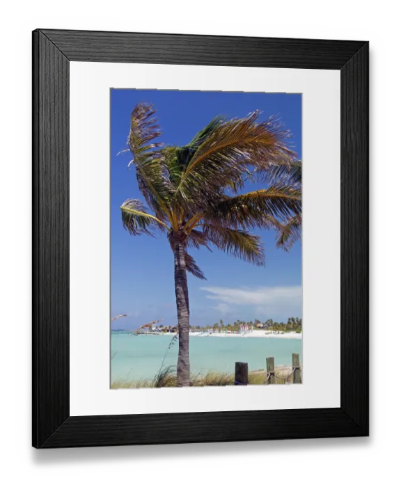 Framed Print : Caribbean, Bahamas, Castaway Cay. Palm Tree of Castaway Cay Framed Print : Caribbean, Bahamas, Castaway Cay. Palm Tree of Castaway Cay