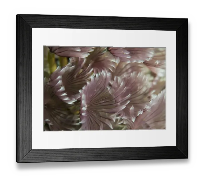 Framed Print : Macro photograph of Caribbean Feather Duster Tube Worms on a coral reef near Staniel Cay Framed Print : Macro photograph of Caribbean Feather Duster Tube Worms on a coral reef near Staniel Cay