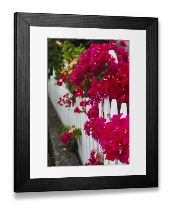 Framed Print : Bahamas, Eleuthera Island, Harbour Island, Dunmore Town, fence detail