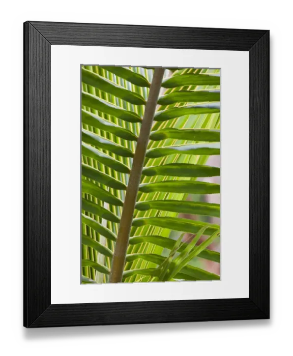 Framed Print : Bahamas, Eleuthera Island, Harbour Island, Dunmore Town, tropical plants Framed Print : Bahamas, Eleuthera Island, Harbour Island, Dunmore Town, tropical plants