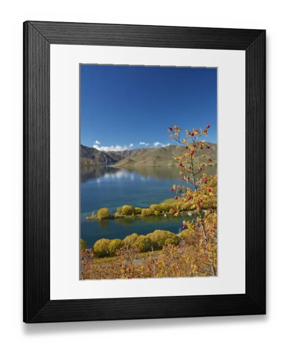 Framed Print : Rosehip berries and Sailors Cutting in autumn, Lake Benmore, Waitaki Valley, North Otago Framed Print : Rosehip berries and Sailors Cutting in autumn, Lake Benmore, Waitaki Valley, North Otago