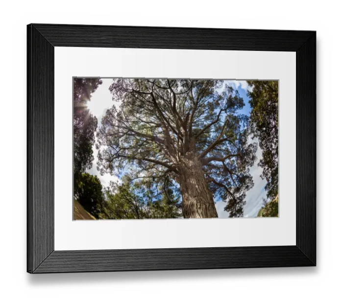 Framed Print : Ancient Pine above Auckland, NZ