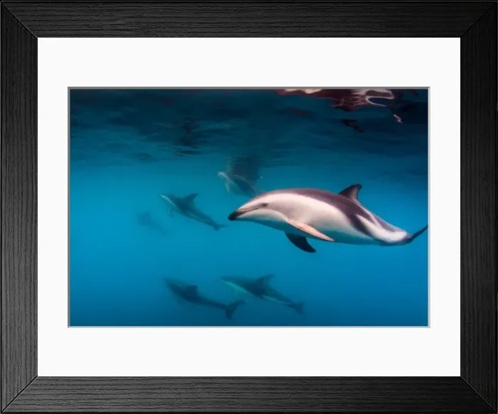 Framed Print : Pod of Dusky Dolphins off of Kaikoura, New Zealand