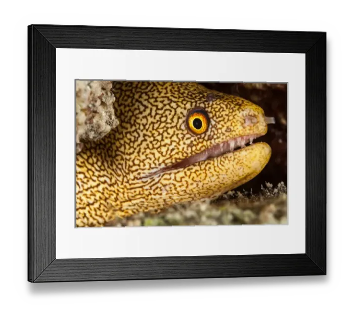 Framed Print : Night dive photograph of Goldentail Eel off Bonaire Framed Print : Night dive photograph of Goldentail Eel off Bonaire