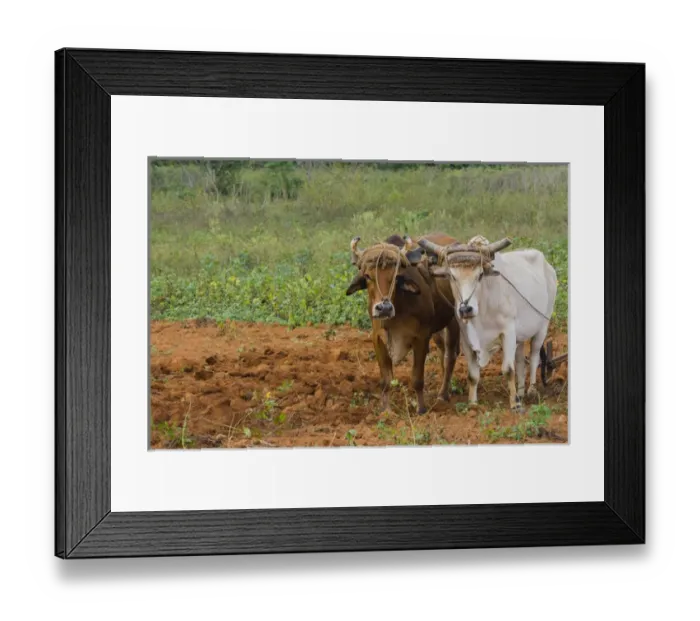 Framed Print : Cuba. Pinar del Rio. Vinales. Oxen plowing a field Framed Print : Cuba. Pinar del Rio. Vinales. Oxen plowing a field