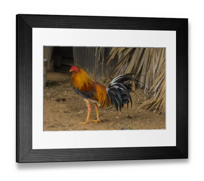 Framed Print : Cuba. Pinar del Rio. Vinales. Rooster Framed Print : Cuba. Pinar del Rio. Vinales. Rooster