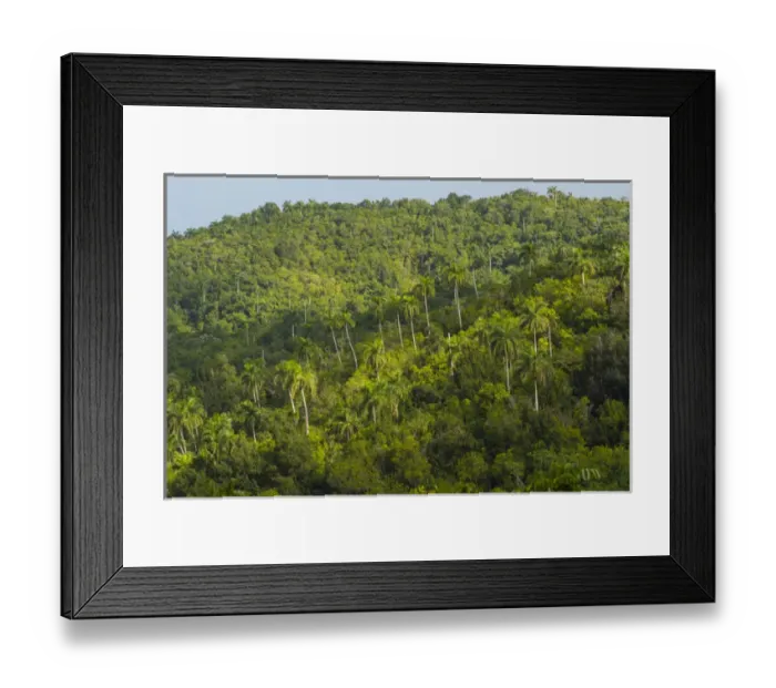 Framed Print : Cuba. Artemisa. Las Terrazas. UNESCO biosphere preserve and eco-community in Framed Print : Cuba. Artemisa. Las Terrazas. UNESCO biosphere preserve and eco-community in