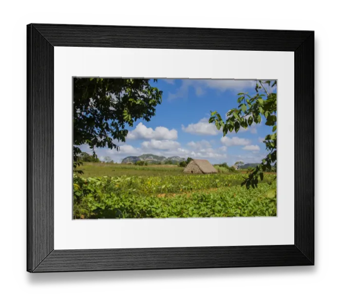 Framed Print : Cuba. Pinar del Rio. Vinales. Barn surrounded by tobacco fields Framed Print : Cuba. Pinar del Rio. Vinales. Barn surrounded by tobacco fields
