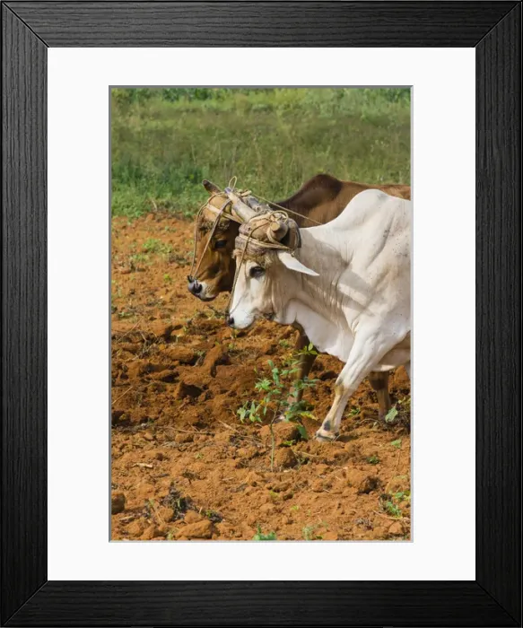 Framed Print : Cuba. Pinar del Rio. Vinales. Oxen plowing a field
